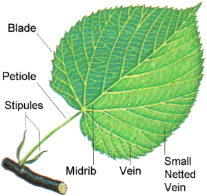 leafparts